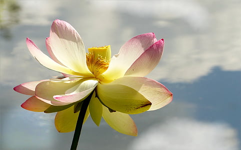 flor, flor de loto, lerlumbonaceae, planta acuática