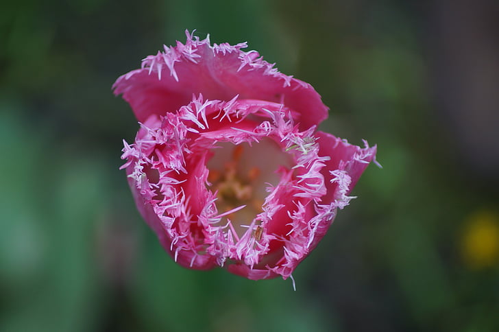 bunga, merah muda, Blossom, mekar, makro