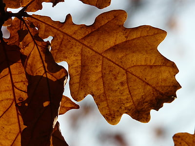 hojas del roble, roble, Quercus, roble albar, Quercus petraea, roble del invierno, otoño dorado