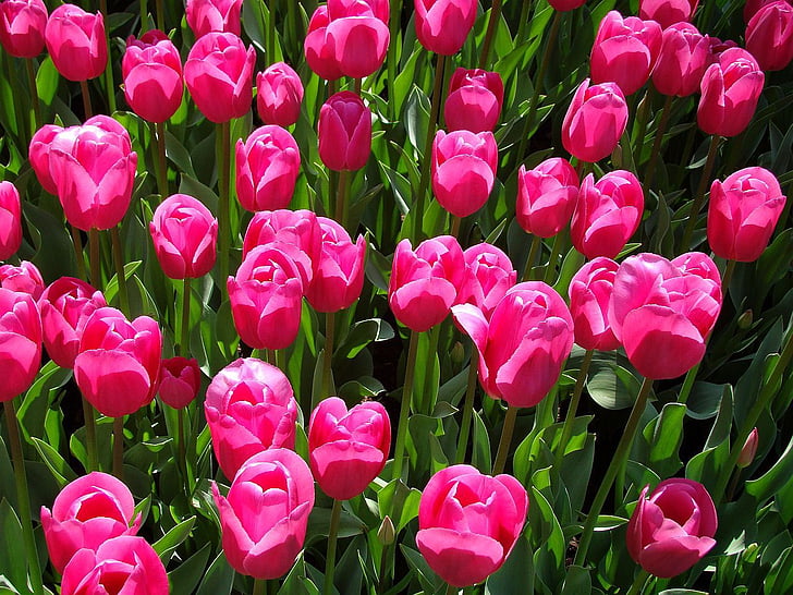 tulips, pink, flower, flora, blossom, freshness, tulip