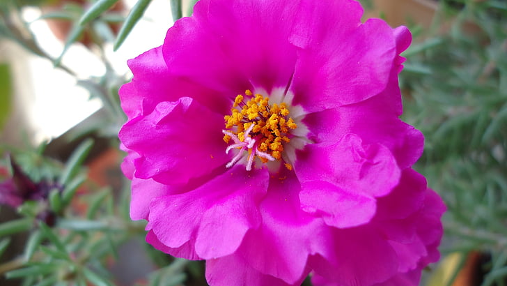 kukka, Rosa, kukat, Luonto, vaaleanpunainen, Puutarha, vaaleanpunaiset kukat