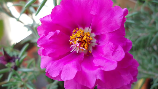blomma, Rosa, blommor, naturen, Rosa, trädgård, rosa blommor