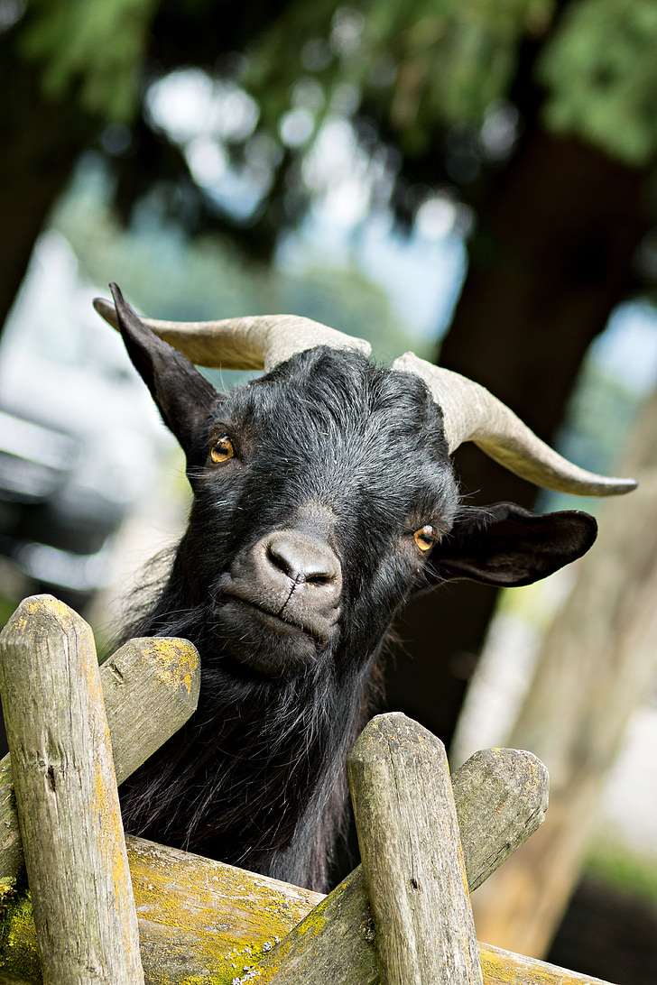 bock, billy goat, curious, goat, horns, animal, goatee