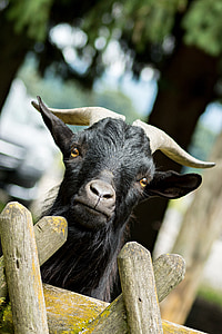 Bock, capră, curios, capră, coarne, animale, cioc