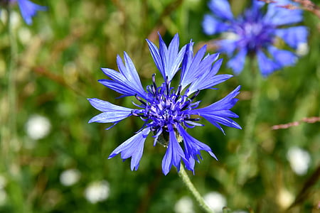 plavica, wildflowers, cvet, travnik, modra, poletje