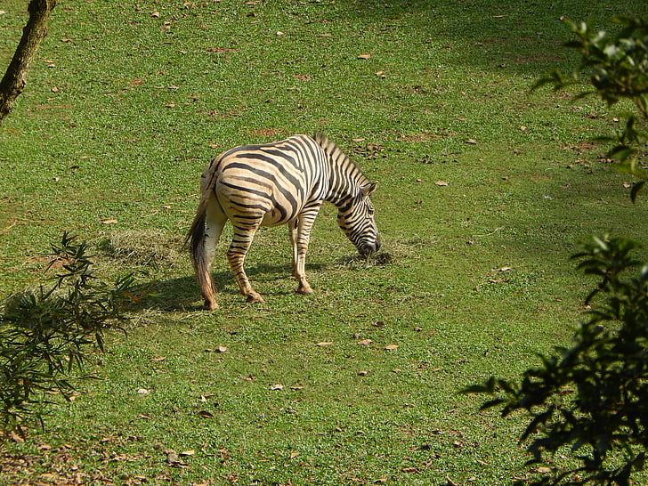 Zebra, živalski vrt, živali, črtasto, jesti travo, divje, hranjenje