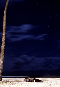 azul, nube, Playa, estrella, cielo de la noche, tronco de árbol, arena