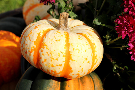 pumpkin, squash, gourd, white, orange, food, decoration
