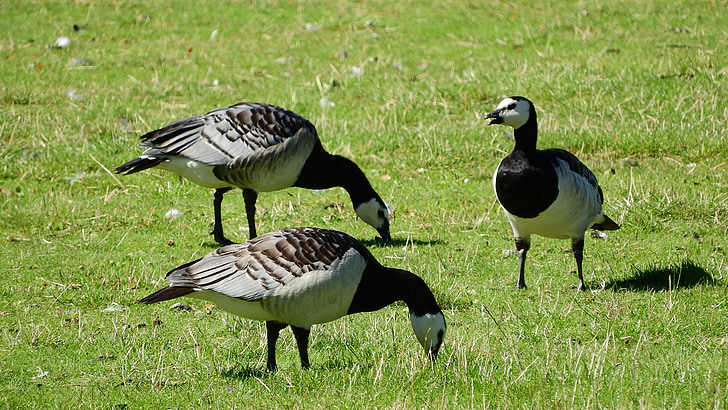 canada goose, branta leucopsis, goose, birds, ducks, grazing, water bird