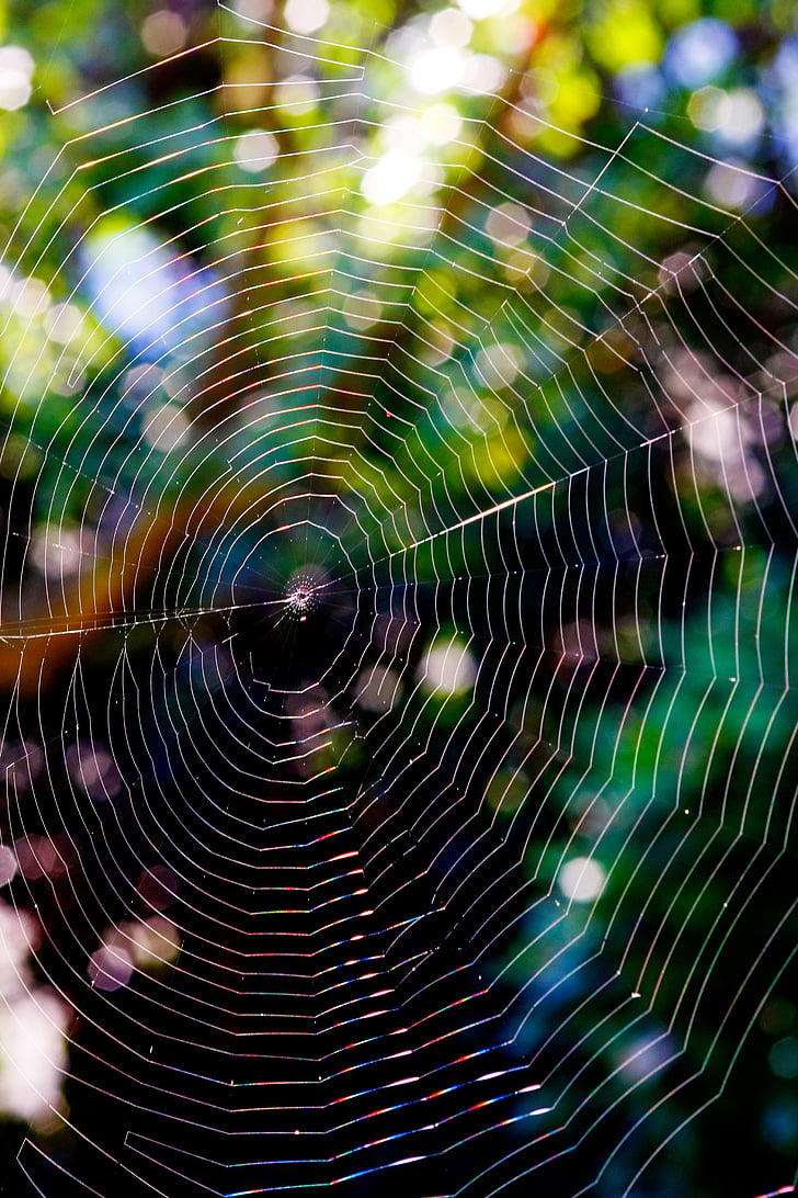 cobweb, back light, nature, spider, network, macro, cobwebs