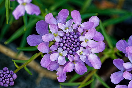 candytuft, flor de lazo doldige, Iberis umbellata, planta ornamental, vegetales crucíferos, flor, floración