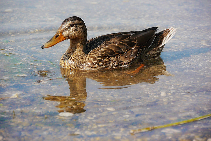 mallard, duck, animals, aquatic animal