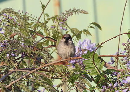 sperling, sparrow, bird, birds, animal, animals, animal world