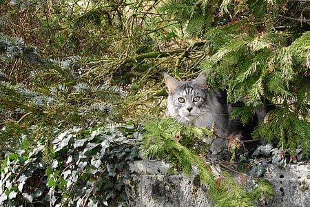 kočka, kočka v buši, stromy, kočka domácí, číhající, jedno zvíře, zvířecí motivy