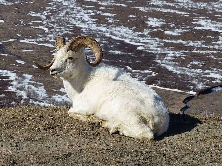dzikich zwierząt, owiec, Alaska, Denali