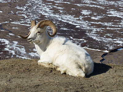 savvaļas dzīvnieki, aitas, Alaska, Denali