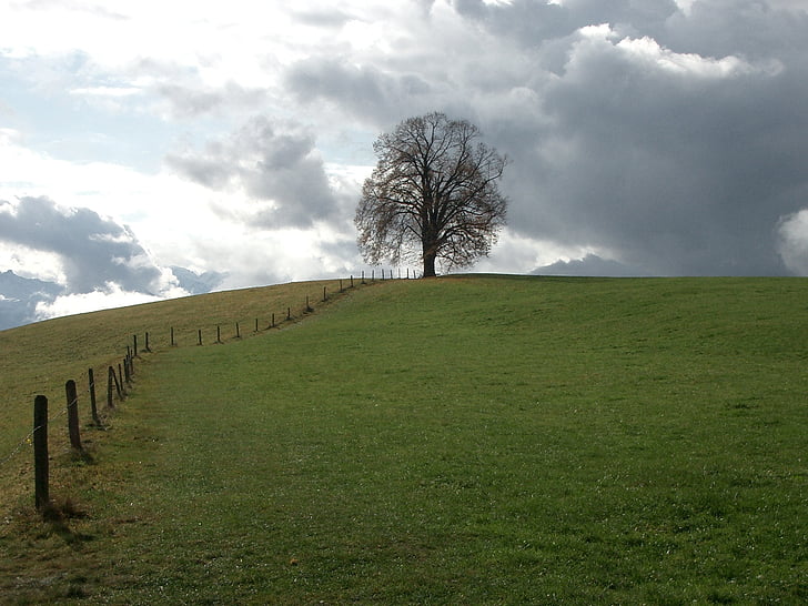 rain clouds, pasture, tree, nature, cloud - Sky, rural Scene, grass