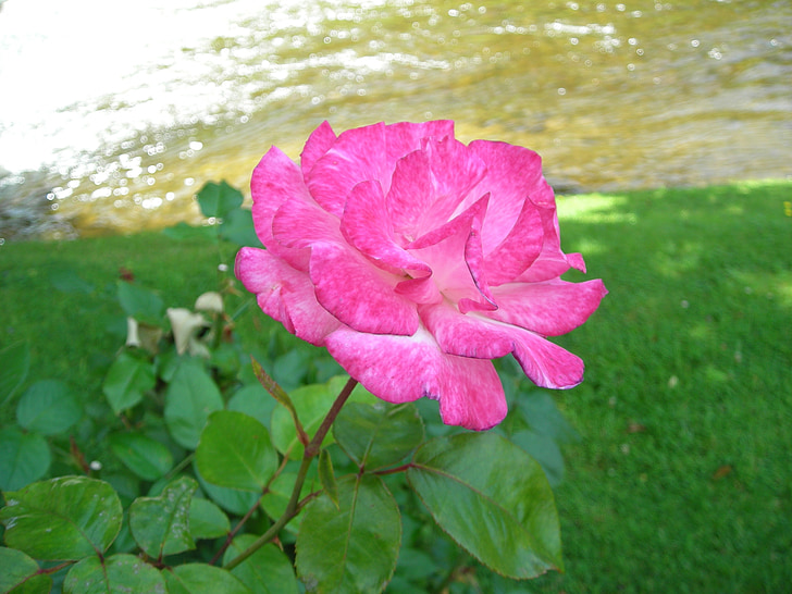 róże, Händel, Patron systemu