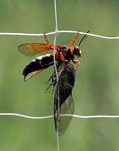 Cicada killer osy, owad, błąd, drapieżnik, netto, makro, z bliska