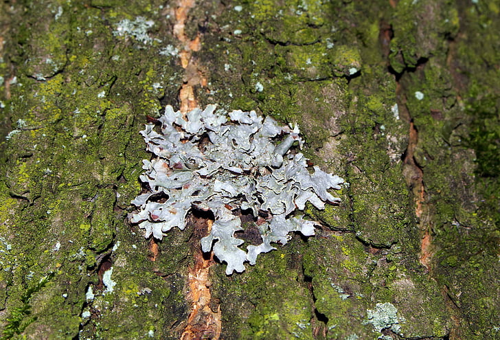 licheni, albero, la corteccia dell'albero, muschio, natura, próchniejący stock, foresta