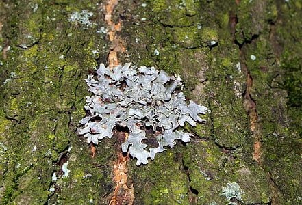 licheni, copac, scoarta de copac, Moss, natura, próchniejący stoc, pădure