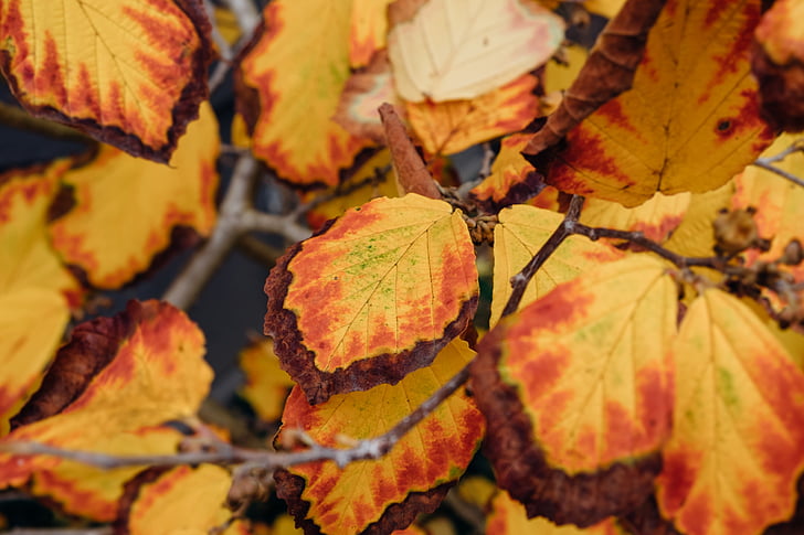 leaves, autumn, color