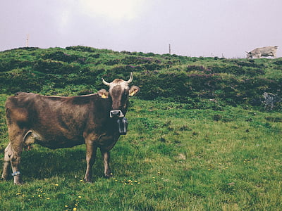 green, grass, highland, landscape, view, cow, animal