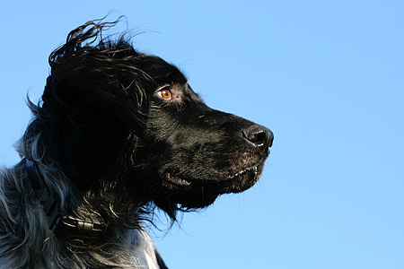 munsterlander, dog, hunting dog, gundog, black, intelligent, canine