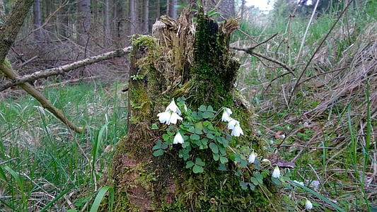 wood anemone, tree stump, morsch, moss, forest, flower, root