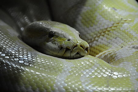 Python, ular, BoA, konstriktor, seorang, reptil, hewan