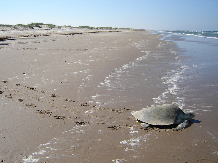 deniz kaplumbağası, Kemp'in ridley, plaj, kum, su, Sahil, Sahil