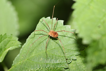 spider, long legs, insect, nature, outdoors, bug, green