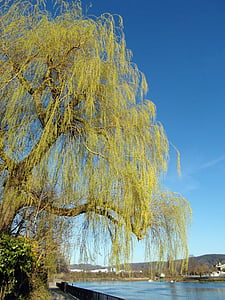 pasture, spring, spring dress, lime green, new, weeping willow, tree