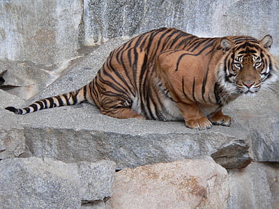 Tiger, divje živali, počiva, strmi, prosto živeče živali, narave, živalski vrt