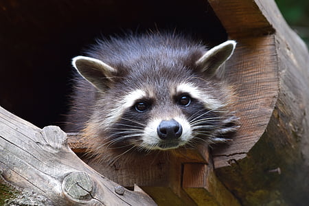 raccoon, zoo, wildlife park, cheeky, cute, wildlife photography, head