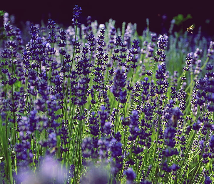 Lavendel, aromaatne, lilla