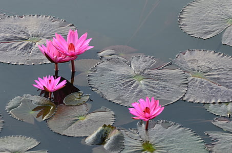 bunga, Kwai, Sungai