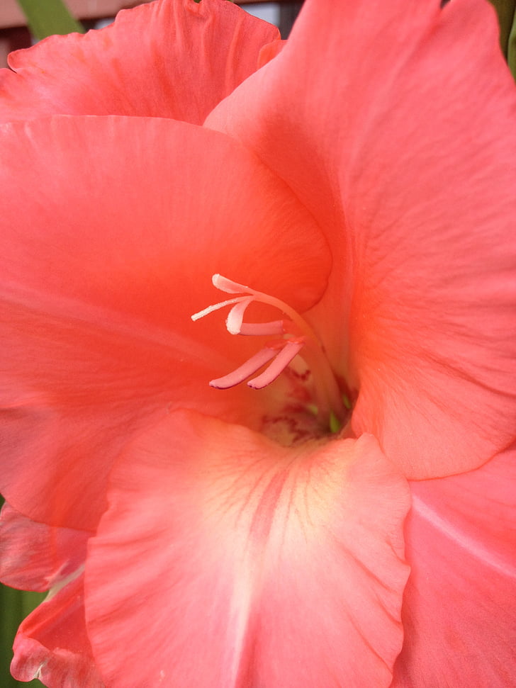 gladiol, flower, the nature of the