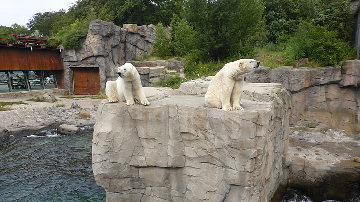 зоологическата градина в Хановер, полярни мечки, Юкон Бей, Долна Саксония, полярна мечка