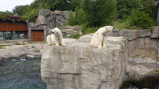 Zoo hannover, gấu Bắc cực, Yukon bay, bang Niedersachsen, gấu Bắc cực