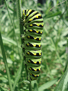 Caterpillar, rabo de andorinha, inseto, borboleta, Worm, planta, colorido