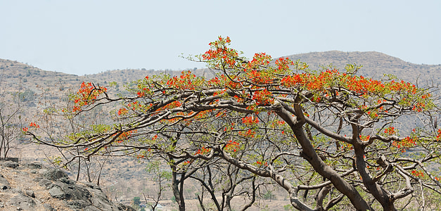 ανθίζοντας δέντρο, δέντρο, πορτοκαλί, άνθος, Ινδία, φύση
