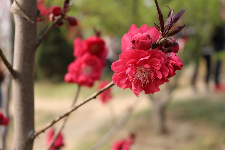 kersenbloesem, uitje, yuyuantan, natuur, bloem, rood, Petal