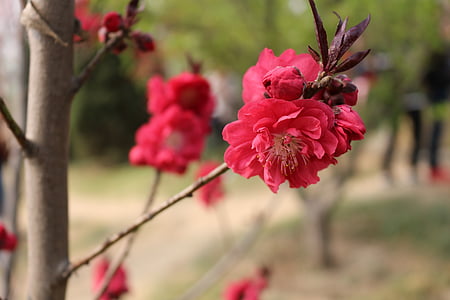 kirsebærtre blomstrer, utflukt, yuyuantan, natur, blomst, rød, petal