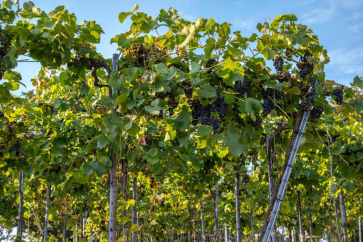 viinapuude, veini, Geenitehnoloogia veini tootmises, Grapevine, viinapuu, Vineyard, Saksamaa