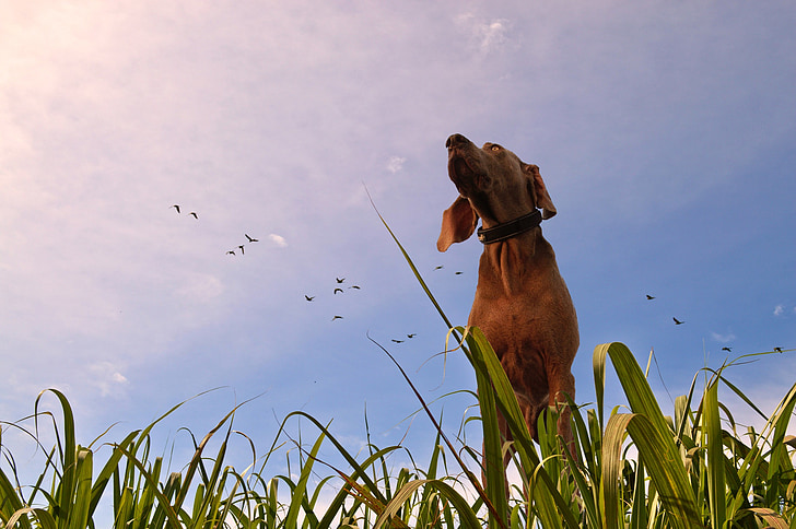 dog, prairie, grass, look, birds, warm, sky