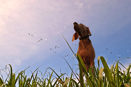 pies, Prairie, trawa, wygląd, ptaki, ciepłe, niebo