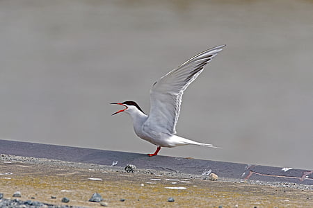 river tern, tern, bird
