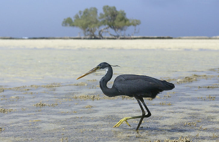 Martinet, Egipte, ocell, negre, animals, l'aigua, Mar Roig