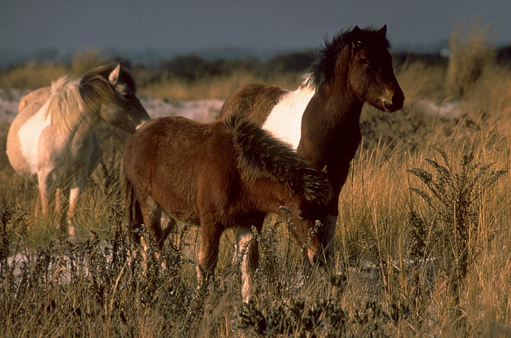 divoké poníky, pasenie, Prairie, poníky, Chincoteague island, Virginia, USA